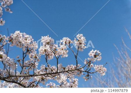 青空に映える桜 114997879