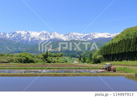 白馬の5月　野平から望む残雪の北アルプス 114997913