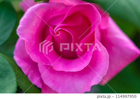 バラ イメージ 114997950