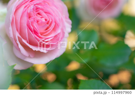バラ イメージ 114997960
