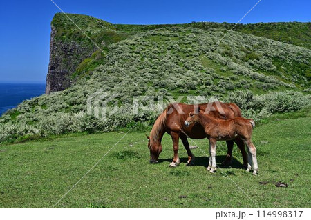 摩天崖と馬の親子 摩天崖と馬の親子 114998317