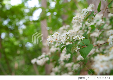 ウツギの花 ウツギの花 114998323