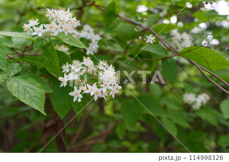 ウツギの花 ウツギの花 114998326