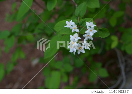 ウツギの花 ウツギの花 114998327