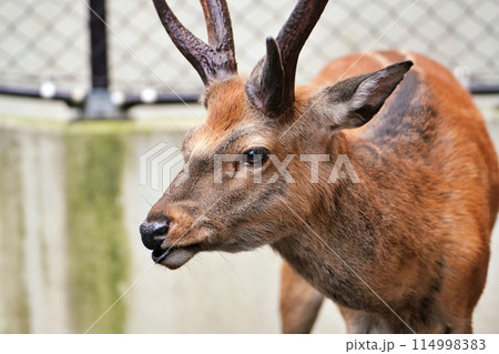 エゾシカ　(札幌市円山動物園) 114998383