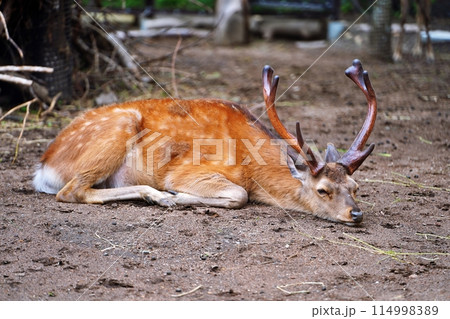 エゾシカ (札幌市円山動物園) エゾシカ (札幌市円山動物園) 114998389