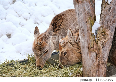 エゾシカ　(札幌市円山動物園) 114998395
