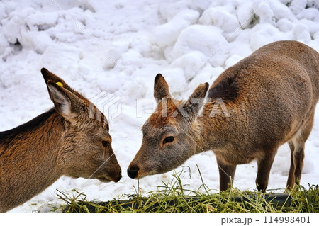 エゾシカ　(札幌市円山動物園) 114998401