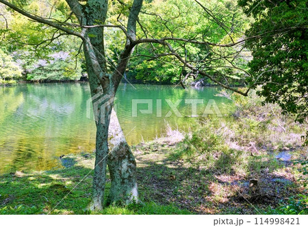 早い初夏の景色の一碧湖 114998421