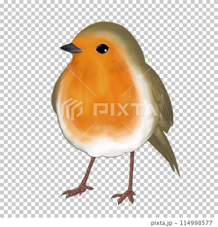 European robin illustrations European robin illustrations 114998577