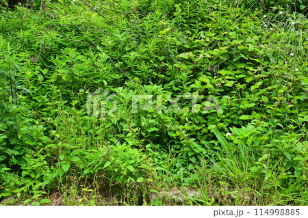 空き地 荒地 雑草 土地 vacant lot 空き地 荒地 雑草 土地 vacant lot 114998885