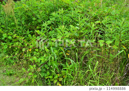空き地 荒地 雑草 土地 vacant lot 空き地 荒地 雑草 土地 vacant lot 114998886