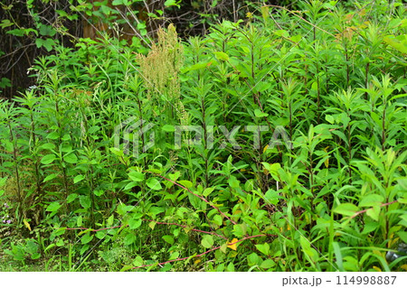 空き地　荒地　雑草　土地　vacant lot 114998887