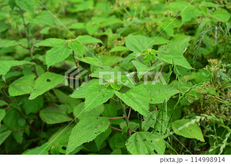 空き地　荒地　雑草　土地　vacant lot 114998914