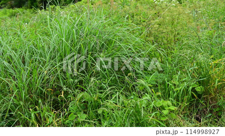 空き地 荒地 雑草 土地 vacant lot 空き地 荒地 雑草 土地 vacant lot 114998927