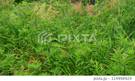 空き地 荒地 雑草 土地 vacant lot 空き地 荒地 雑草 土地 vacant lot 114998929