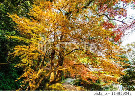 諫早公園（眼鏡橋）の紅葉　【長崎県諫早市】 114999045