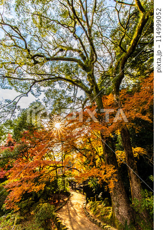 諫早公園（眼鏡橋）の紅葉　【長崎県諫早市】 114999052