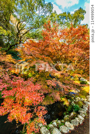 諫早公園（眼鏡橋）の紅葉　【長崎県諫早市】 114999054