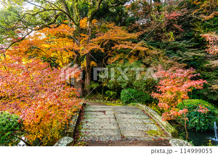 諫早公園（眼鏡橋）の紅葉　【長崎県諫早市】 114999055