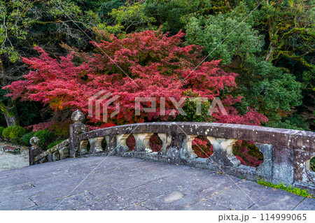 諫早公園（眼鏡橋）の紅葉　【長崎県諫早市】 114999065