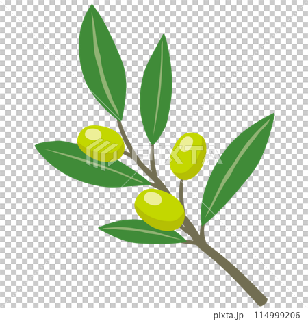 オリーブの実　小豆島　香川県　観光名所 114999206