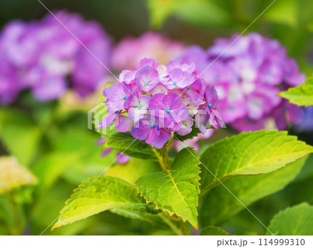 雨粒付きアジサイ(梅雨のイメージ等に最適) 雨粒付きアジサイ(梅雨のイメージ等に最適) 114999310