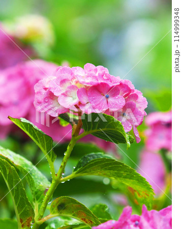雨粒付きアジサイ(梅雨のイメージ等に最適) 雨粒付きアジサイ(梅雨のイメージ等に最適) 114999348