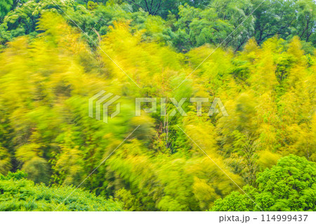 日本の横浜都市景観 春の嵐で、黄色く染まった美しい竹林が大きく揺れる…耐える、強風などのイメージ 114999437