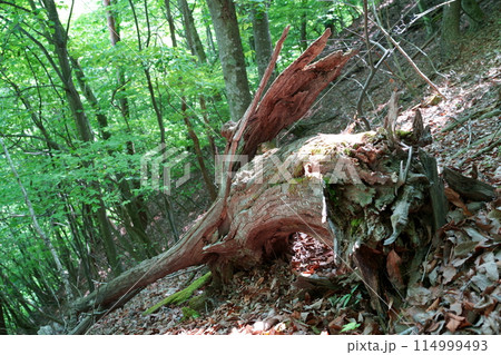 森の倒木 森の倒木 114999493
