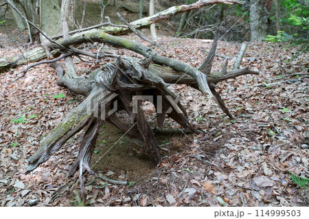 森の倒木 森の倒木 114999503
