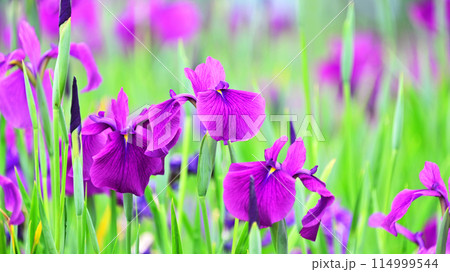 美しい花菖蒲（ハナショウブ/Japanese iris） 114999544