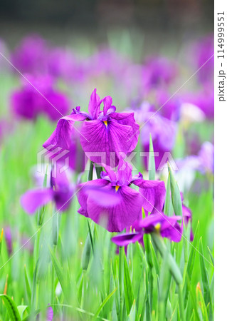 美しい花菖蒲(ハナショウブ/Japanese iris) 美しい花菖蒲(ハナショウブ/Japanese iris) 114999551