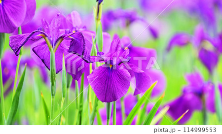 美しい花菖蒲(ハナショウブ/Japanese iris) 美しい花菖蒲(ハナショウブ/Japanese iris) 114999553