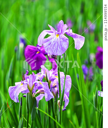 美しい花菖蒲(ハナショウブ/Japanese iris) 美しい花菖蒲(ハナショウブ/Japanese iris) 114999554