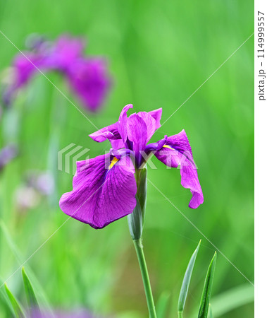 美しい花菖蒲(ハナショウブ/Japanese iris) 美しい花菖蒲(ハナショウブ/Japanese iris) 114999557