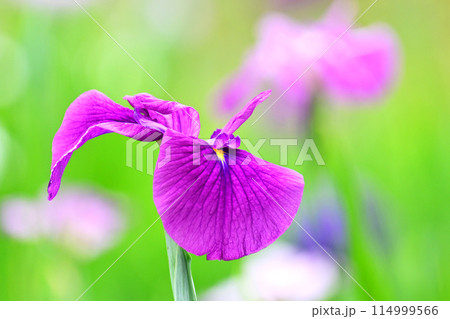 美しい花菖蒲（ハナショウブ/Japanese iris） 114999566