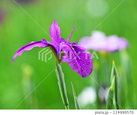 美しい花菖蒲(ハナショウブ/Japanese iris) 美しい花菖蒲(ハナショウブ/Japanese iris) 114999570