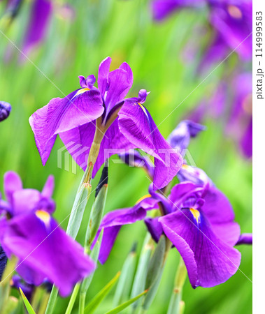 美しい花菖蒲（ハナショウブ/Japanese iris） 114999583