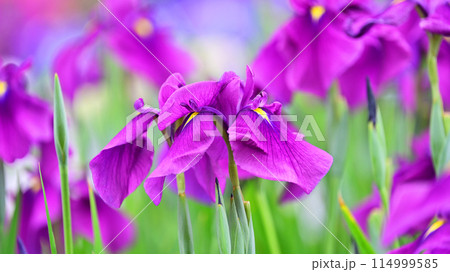 美しい花菖蒲（ハナショウブ/Japanese iris） 114999585