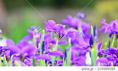 美しい花菖蒲（ハナショウブ/Japanese iris） 114999588