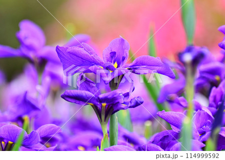 美しい花菖蒲（ハナショウブ/Japanese iris） 114999592