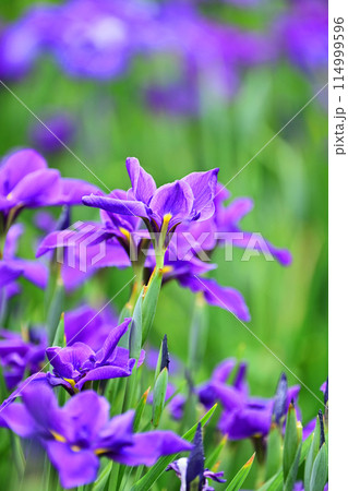 美しい花菖蒲（ハナショウブ/Japanese iris） 114999596
