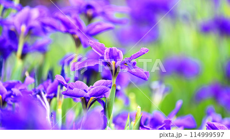 美しい花菖蒲（ハナショウブ/Japanese iris） 114999597