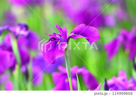 美しい花菖蒲（ハナショウブ/Japanese iris） 114999608