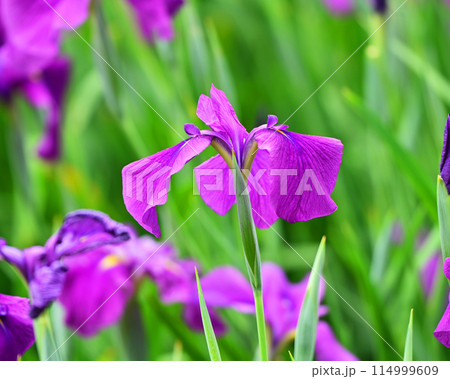美しい花菖蒲(ハナショウブ/Japanese iris) 美しい花菖蒲(ハナショウブ/Japanese iris) 114999609
