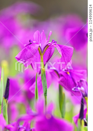 美しい花菖蒲(ハナショウブ/Japanese iris) 美しい花菖蒲(ハナショウブ/Japanese iris) 114999614