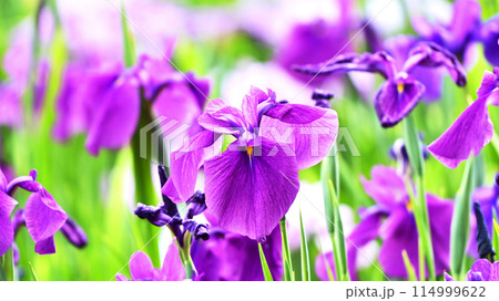 美しい花菖蒲（ハナショウブ/Japanese iris） 114999622