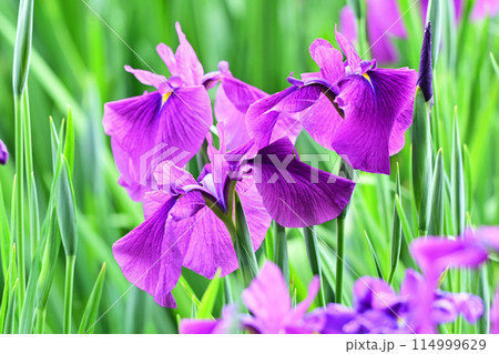 美しい花菖蒲(ハナショウブ/Japanese iris) 美しい花菖蒲(ハナショウブ/Japanese iris) 114999629