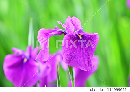 美しい花菖蒲（ハナショウブ/Japanese iris） 114999631